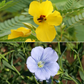 Bird Lover’s Mix Bulk Wildflower Seeds, 1lb