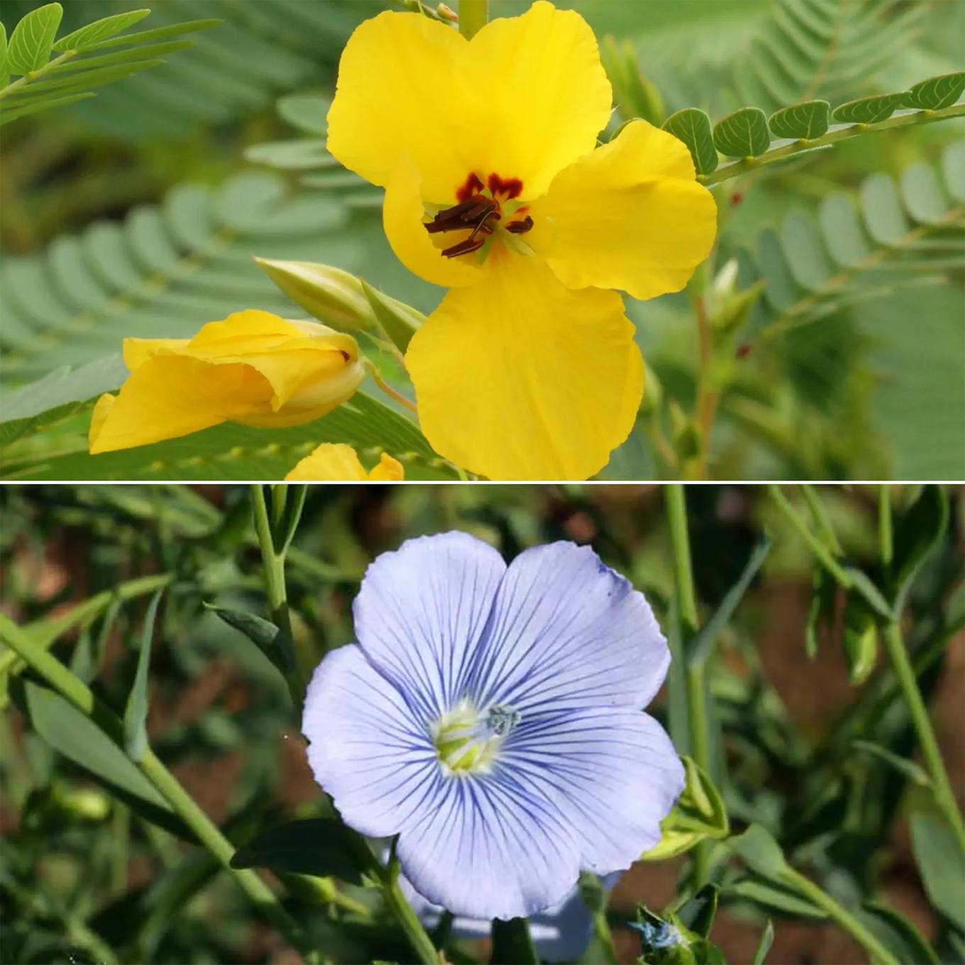 broadcasting flower seeds Ferry-Morse 1 lb. Bird Lover's Mix Bulk Wildflower Seeds