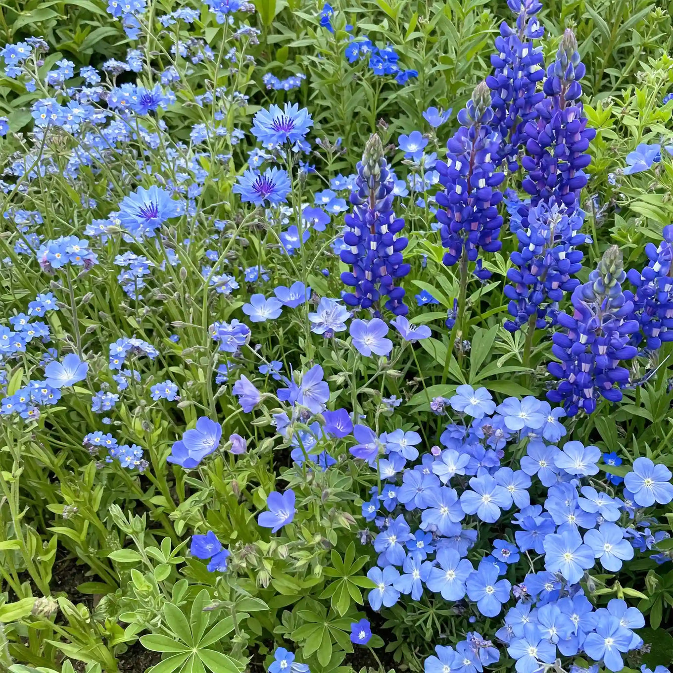 blue wildflower seeds Blue Mix Bulk Wildflower Seeds, 1lb