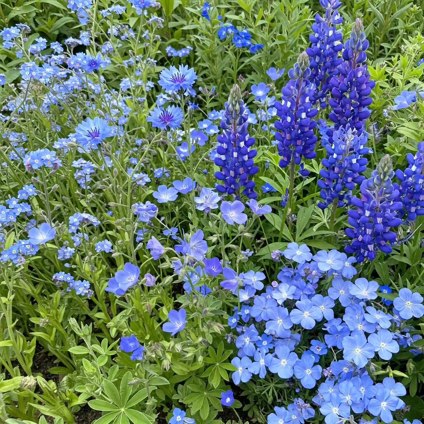 Blue Mix Bulk Wildflower Seeds, 1lb - Ferry - Morse