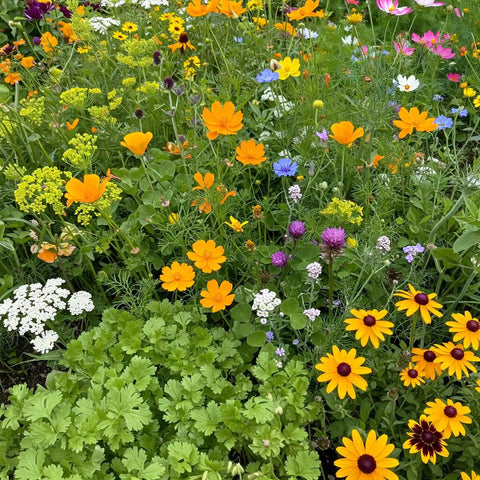 large wildflower seed mix Ferry-Morse 1 lb. Beneficial Bug Mix Bulk Wildflower Seeds