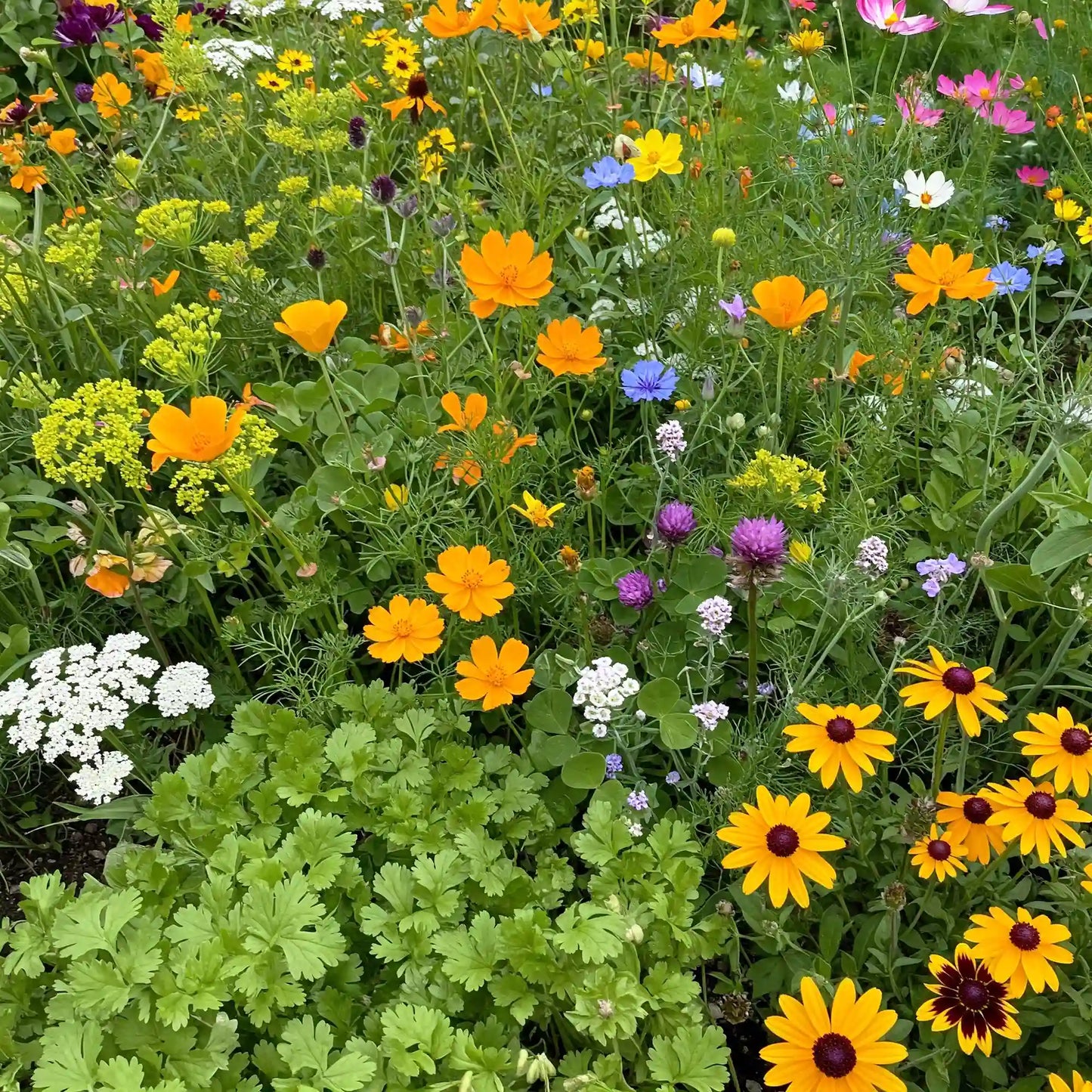 Beneficial Bug Mix Bulk Wildflower Seeds, 1lb