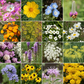 Beneficial Bug Mix Bulk Wildflower Seeds, 1lb