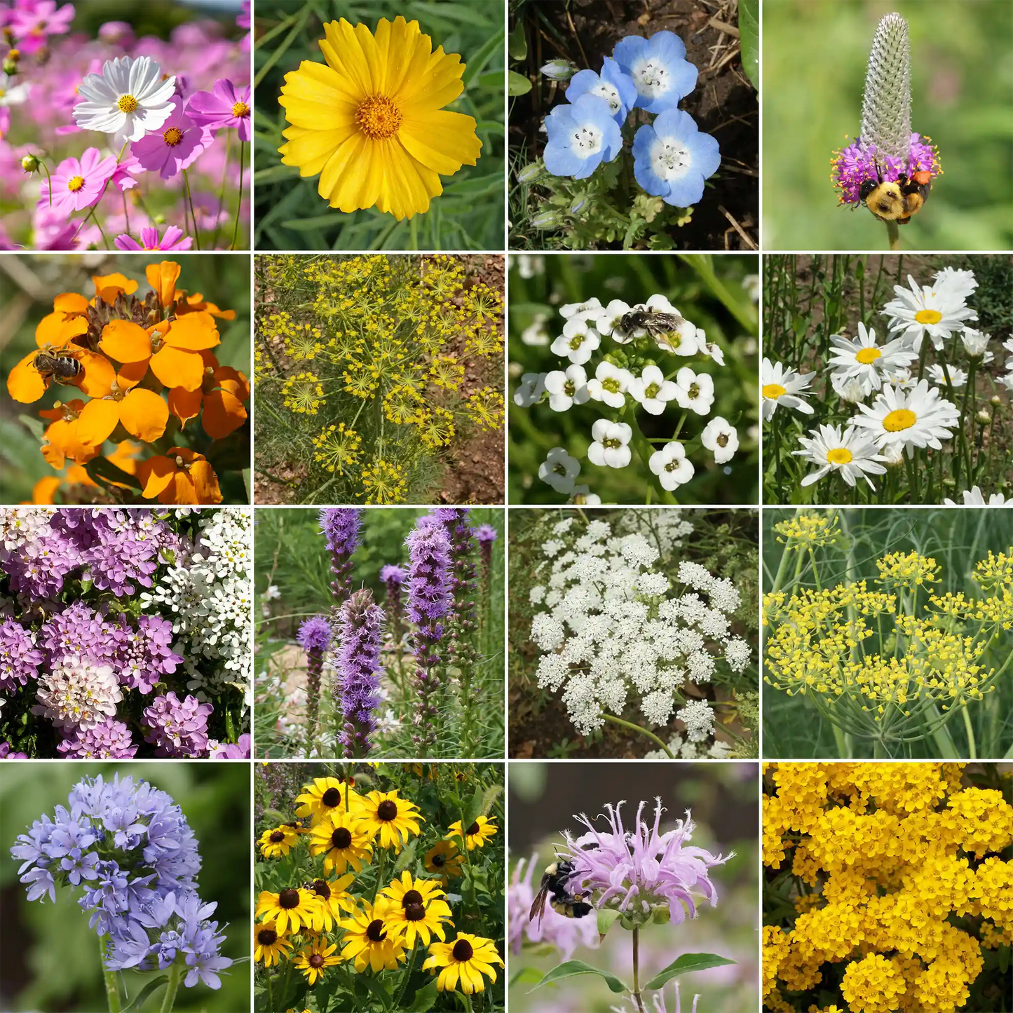 Beneficial Bug Mix Bulk Wildflower Seeds, 1lb