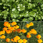 Beneficial Bug Mix Bulk Wildflower Seeds, 1lb