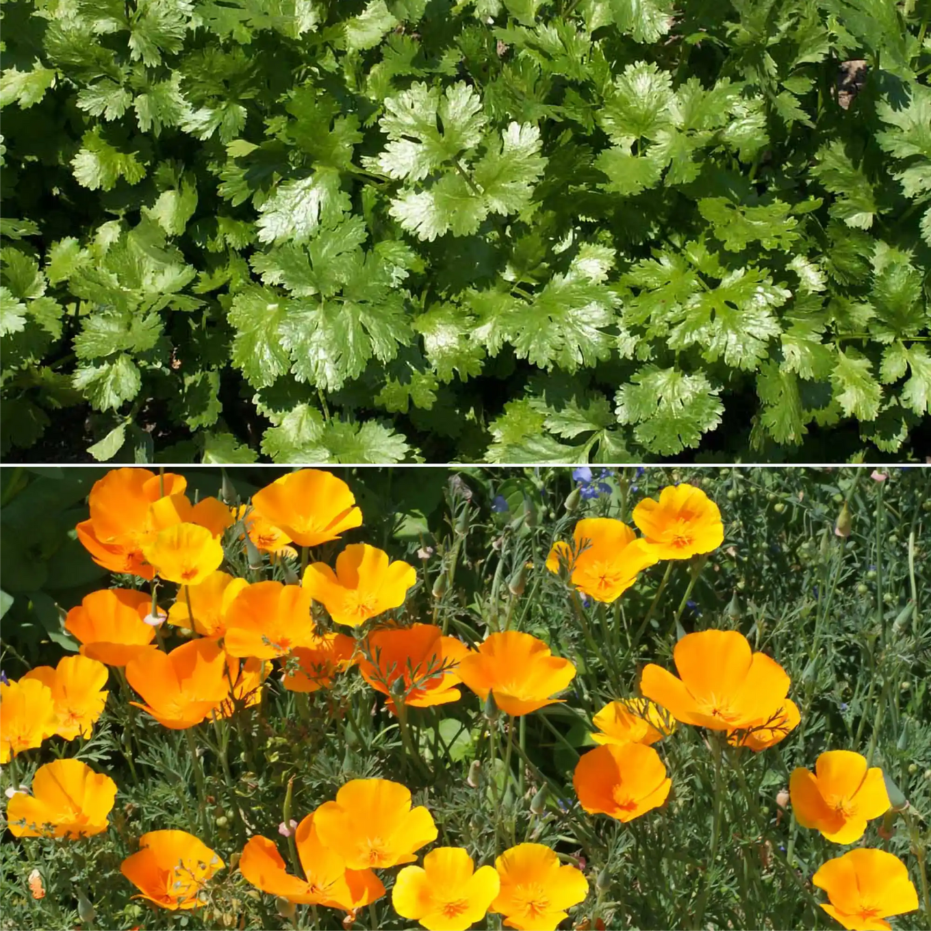 california wildflower seed mix bulk Beneficial Bug Mix Bulk Wildflower Seeds, 1lb