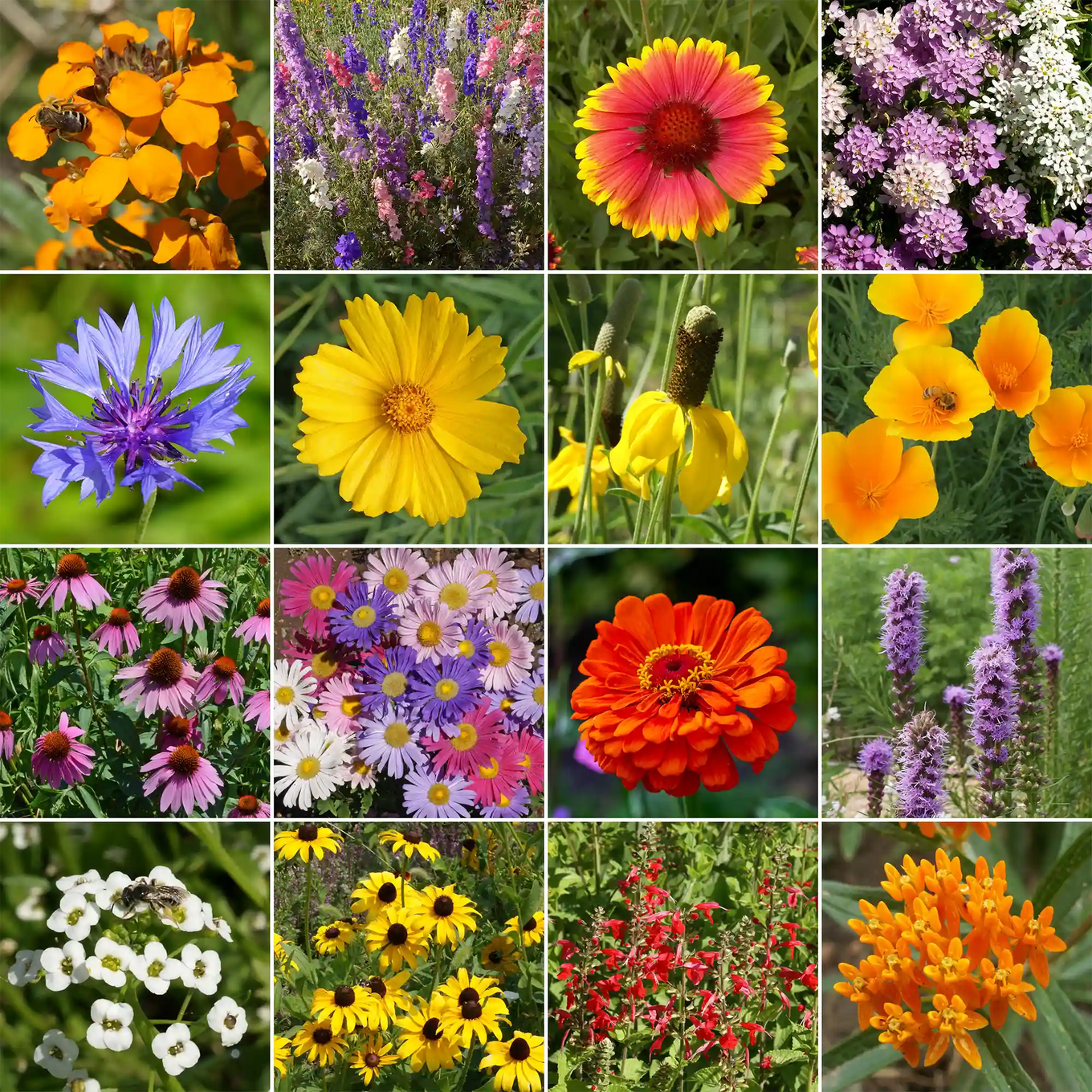 bird and butterfly wildflower seed mix Ferry-Morse Bird and Butterfly Mix Bulk Wildflower Seeds, 1lb