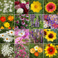 Cut Flower Mix Bulk Wildflower Seeds, 1lb