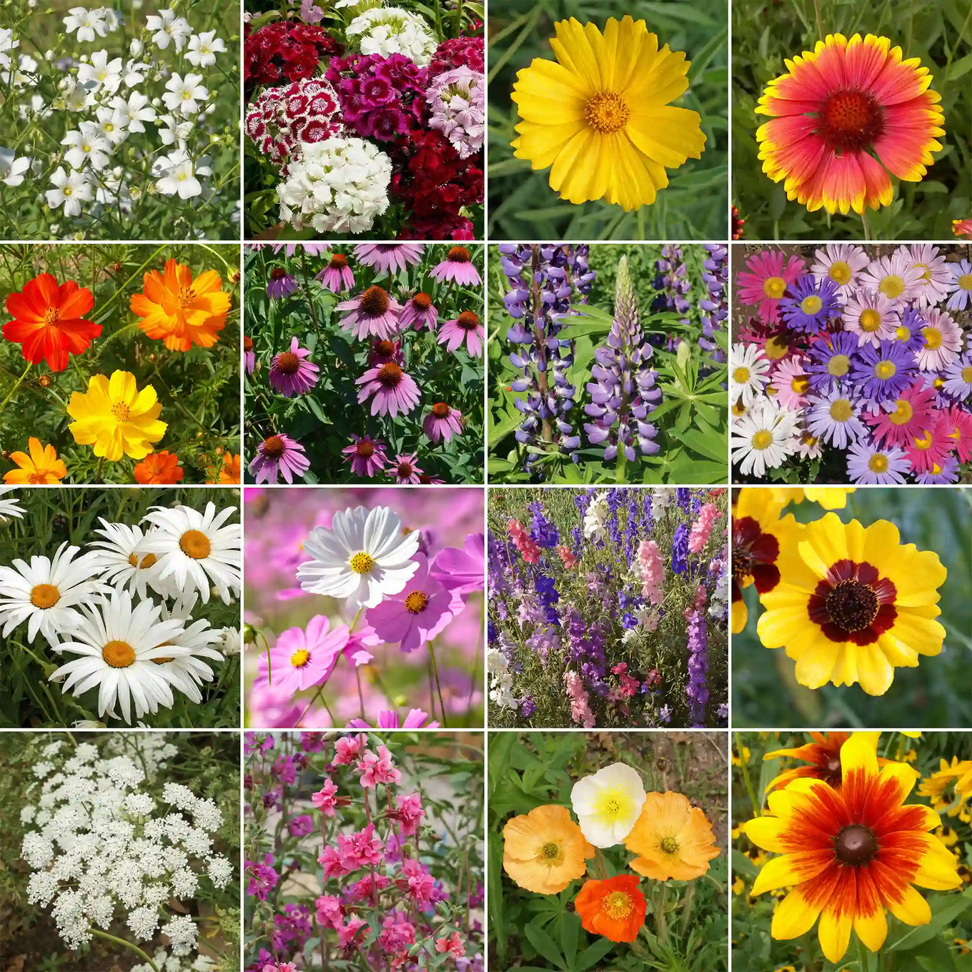 cut flower seeds Ferry-Morse Cut Flower Mix Bulk Wildflower Seeds, 1lb