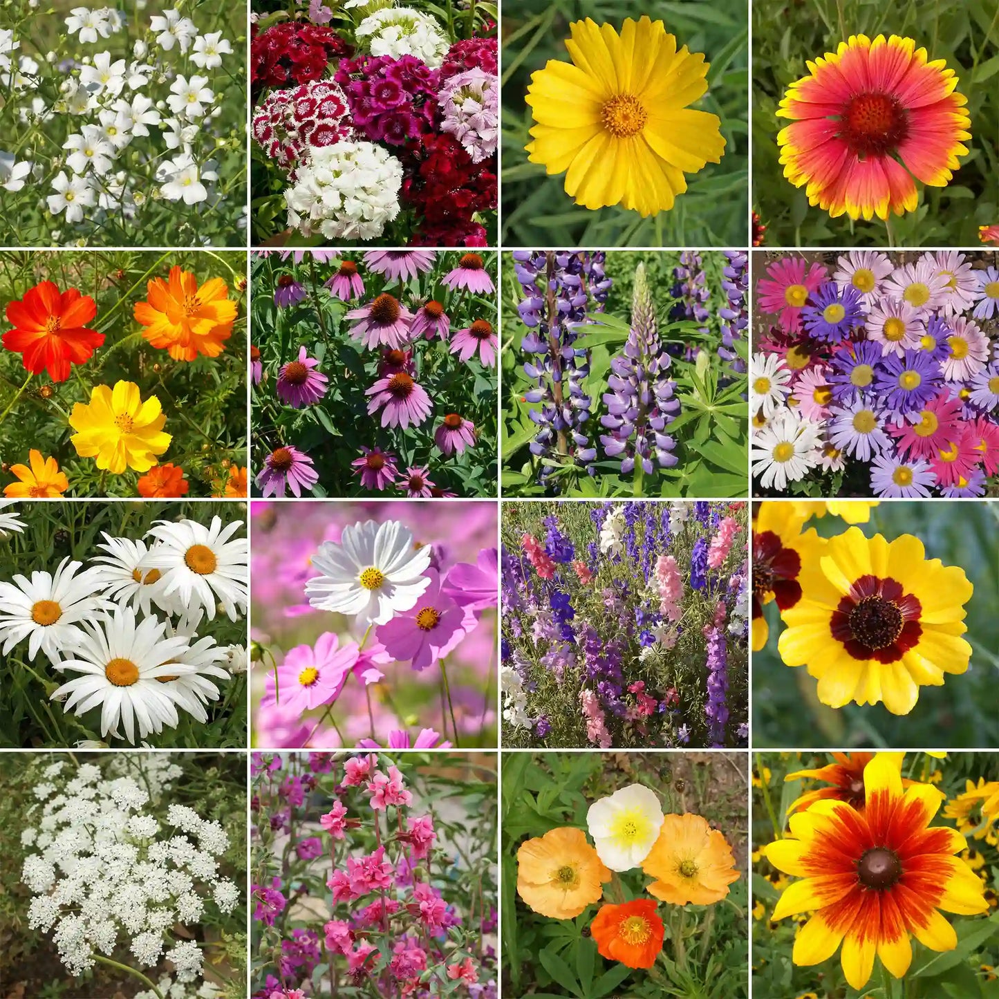 Cut Flower Mix Bulk Wildflower Seeds, 1lb