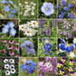 Cool Colors Mix Bulk Wildflower Seeds, 1lb