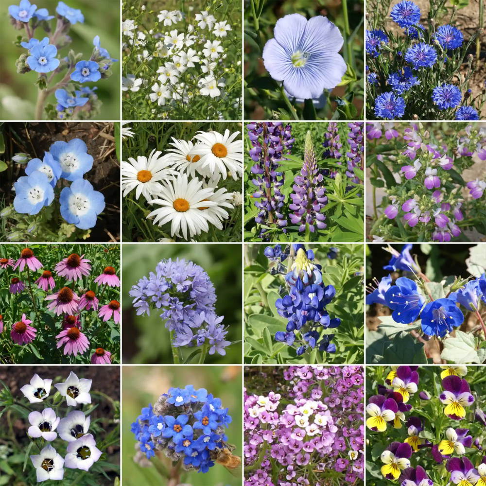 flower seeds by color Ferry-Morse Cool Colors Mix Bulk Wildflower Seeds, 1lb