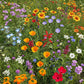 Cool Season Mix Bulk Wildflower Seeds, 1lb