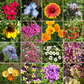 Cool Season Mix Bulk Wildflower Seeds, 1lb