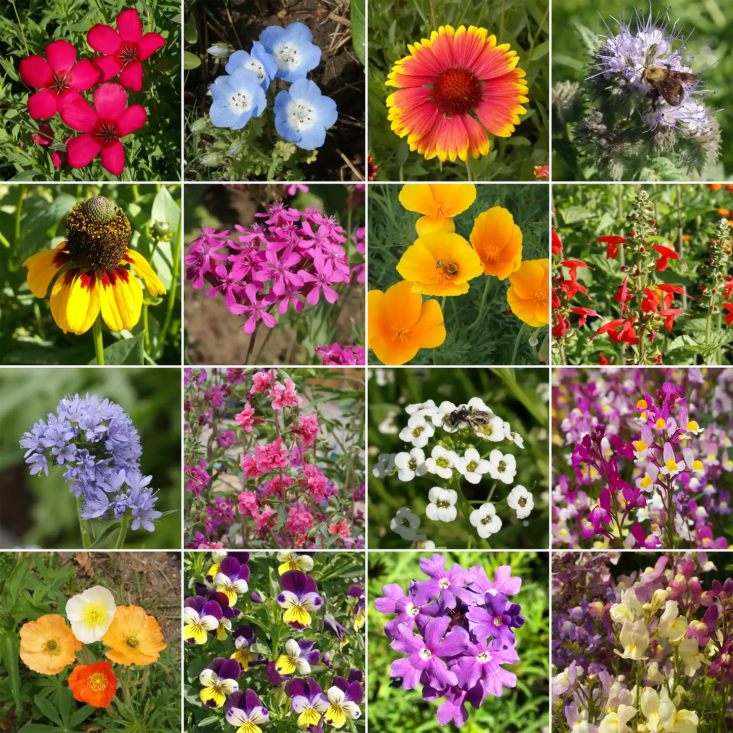 Cool Season Mix Bulk Wildflower Seeds, 1lb