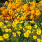 Cool Season Mix Bulk Wildflower Seeds, 1lb