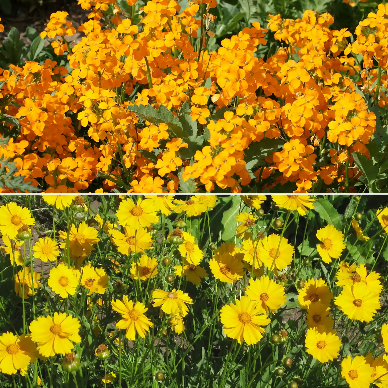 all year round wildflower seeds Cool Season Mix Bulk Wildflower Seeds, 1lb