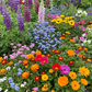 Colorscape Mix Bulk Flower Seeds, 1lb