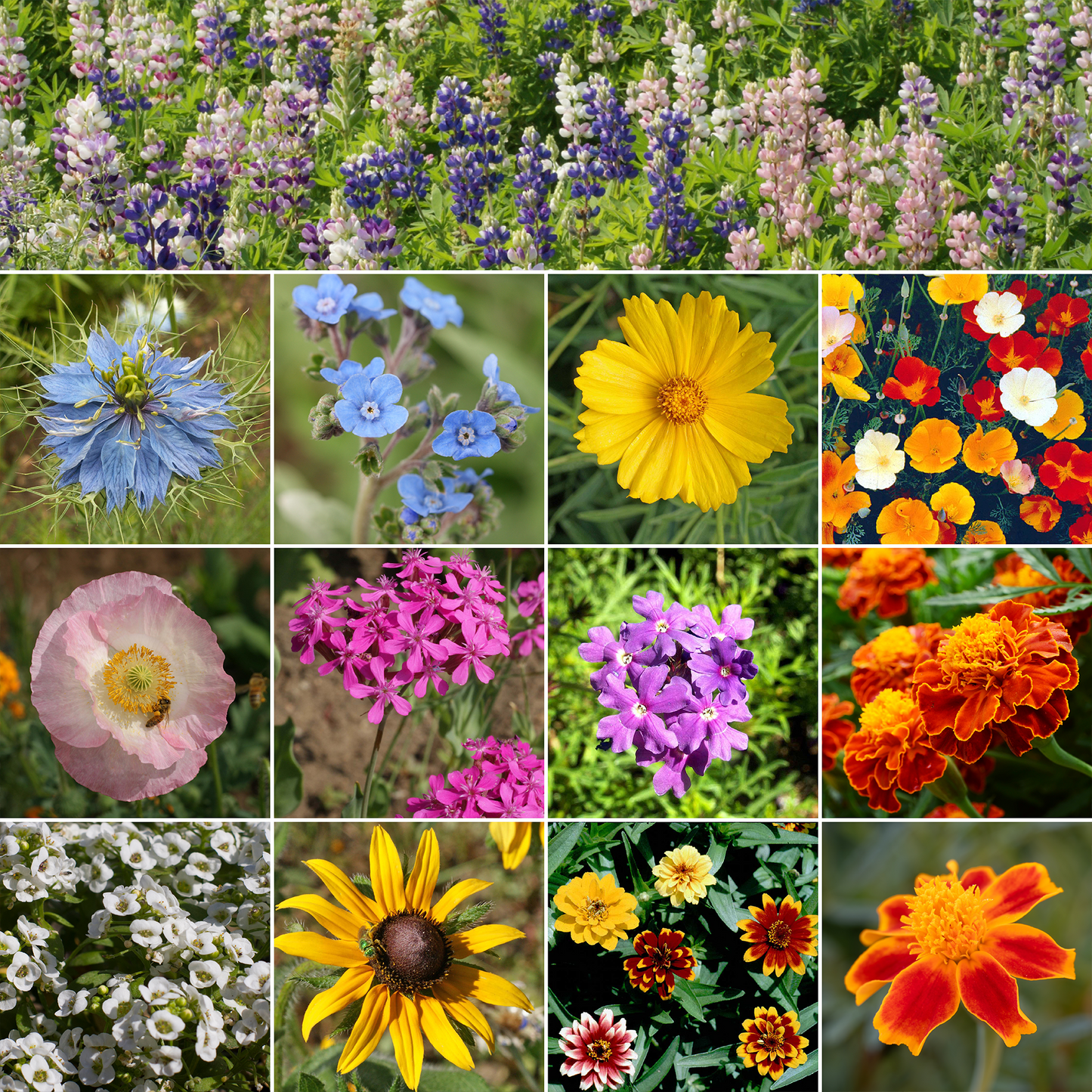 Colorscape Mix Bulk Flower Seeds, 1lb