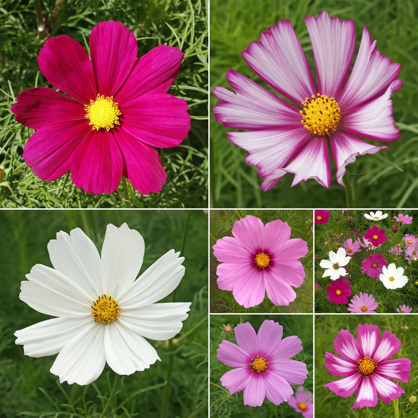 cosmos flower seeds online Cosmos Mix Bulk Flower Seeds, 1lb