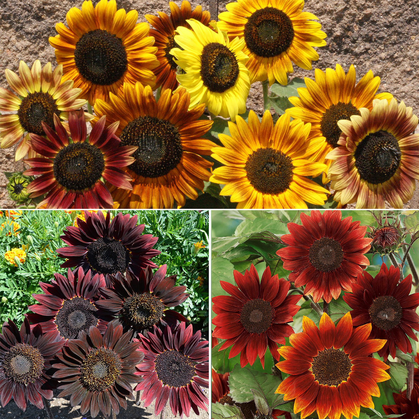 bulk sunflower planting seeds Red Shades Mix Bulk Sunflower Seeds, 1lb