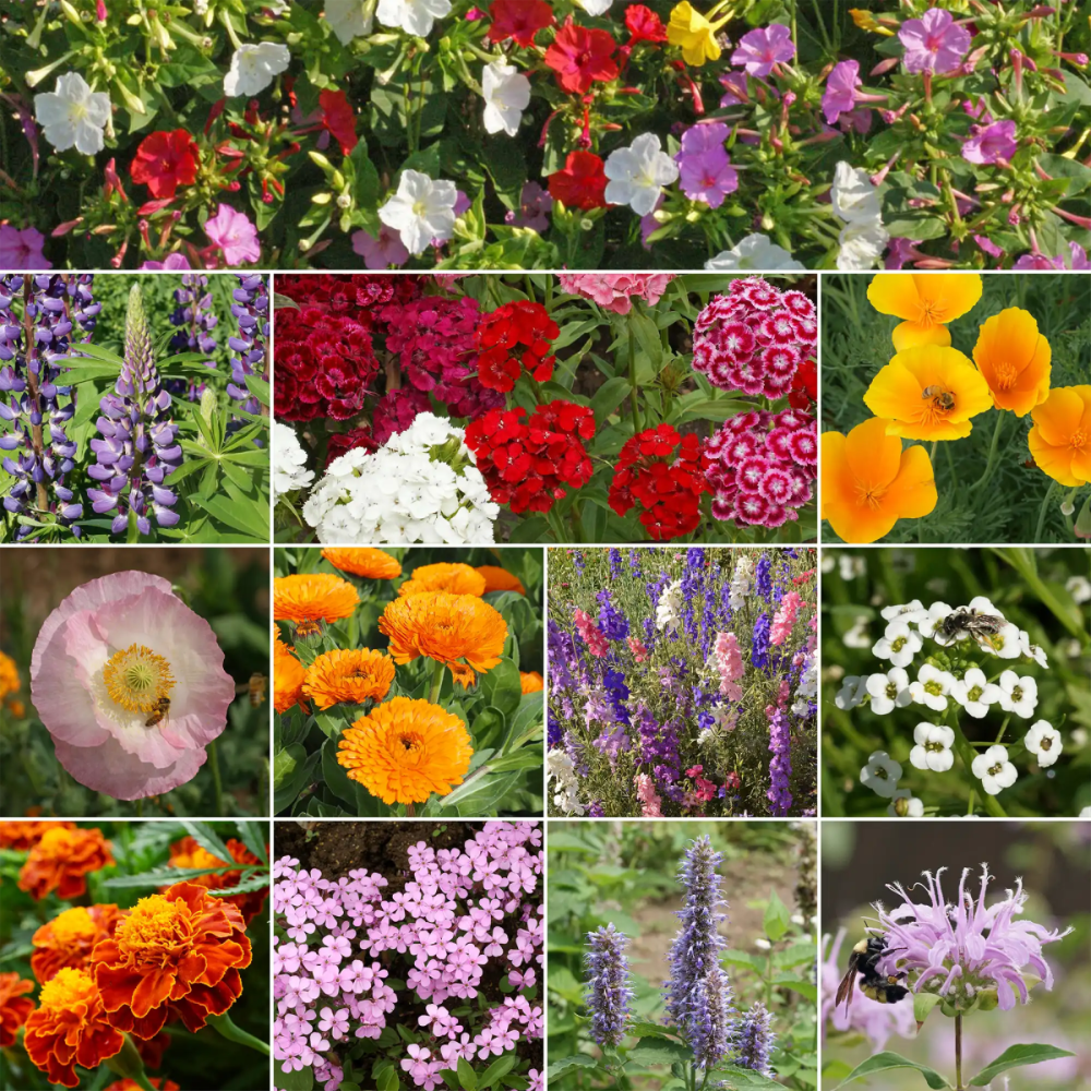 Deer Resistant Mix Bulk Wildflower Seeds, 1lb - Ferry - Morse