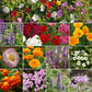 Deer Resistant Mix Bulk Wildflower Seeds, 1lb