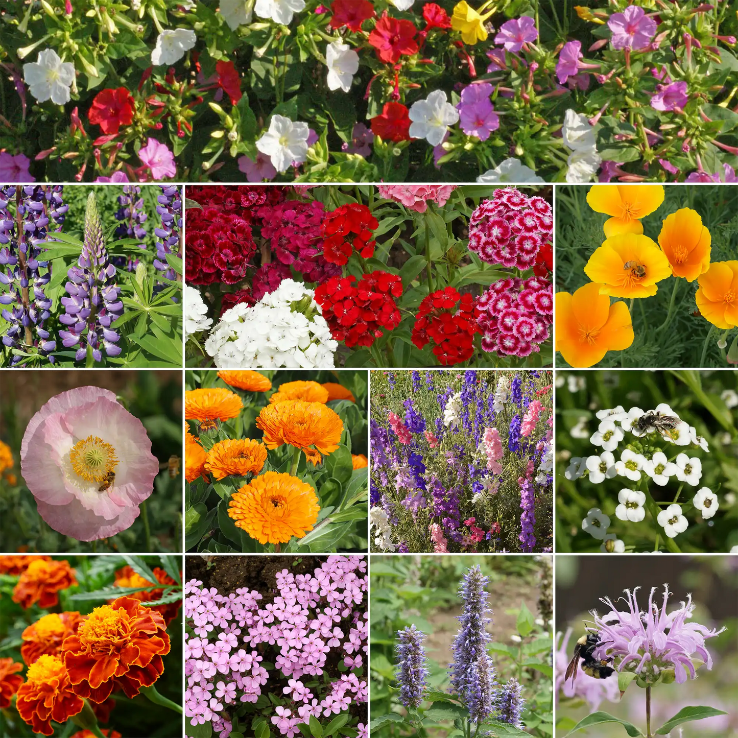 Deer Resistant Mix Bulk Wildflower Seeds, 1lb