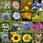Dry Climate Mix Bulk Wildflower Seeds, 1lb