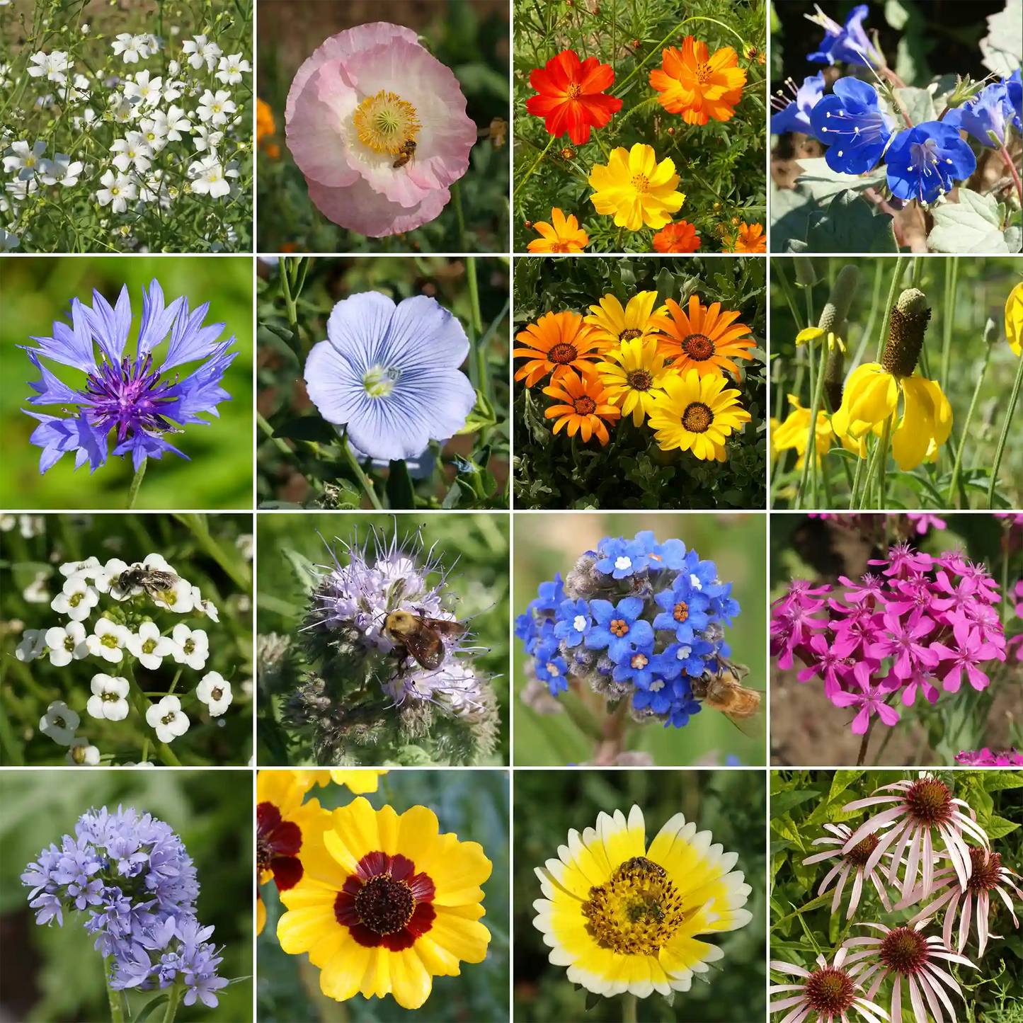 Dry Climate Mix Bulk Wildflower Seeds, 1lb