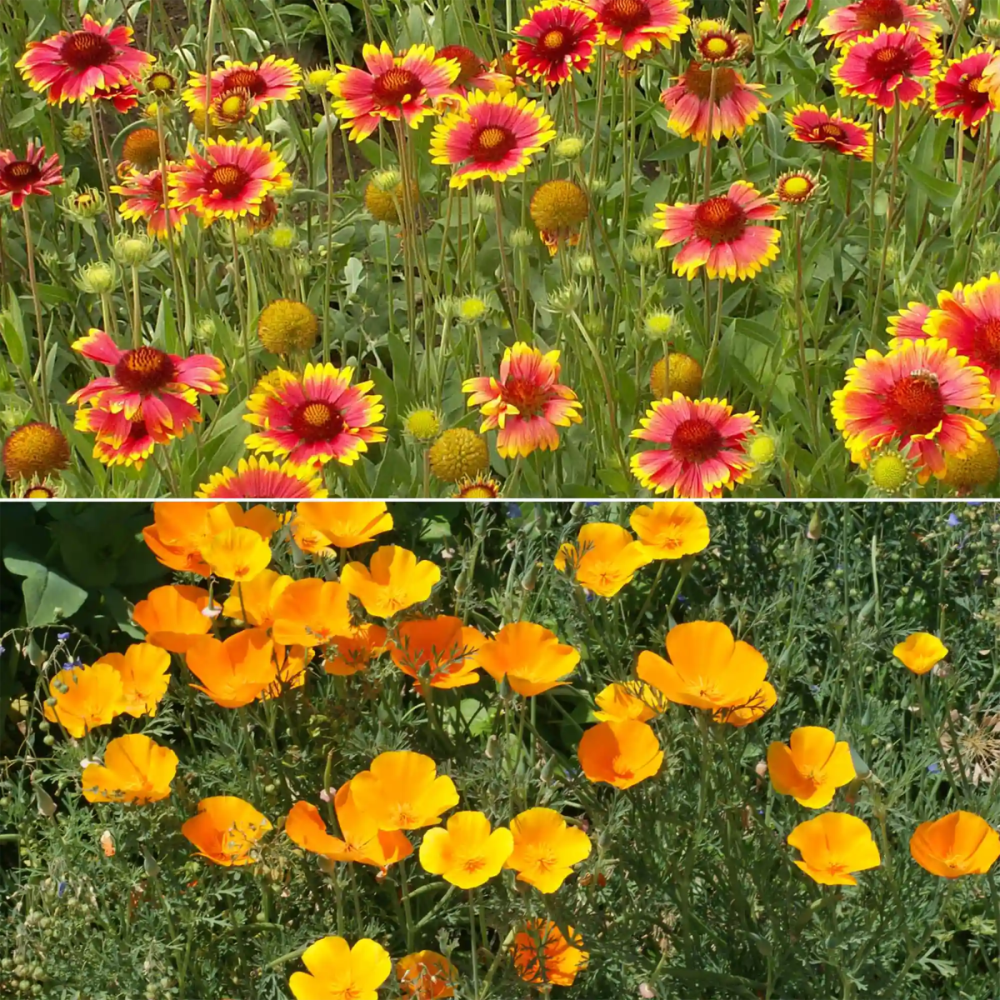 wildflower seeds for dry areas Ferry-Morse Dry Climate Mix Bulk Wildflower Seeds, 1lb