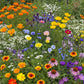 Dry Climate Mix Bulk Wildflower Seeds, 1lb