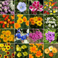 Dwarf Rainbow Colors Mix Bulk Wildflower Seeds, 1lb