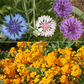 Dwarf Rainbow Colors Mix Bulk Wildflower Seeds, 1lb
