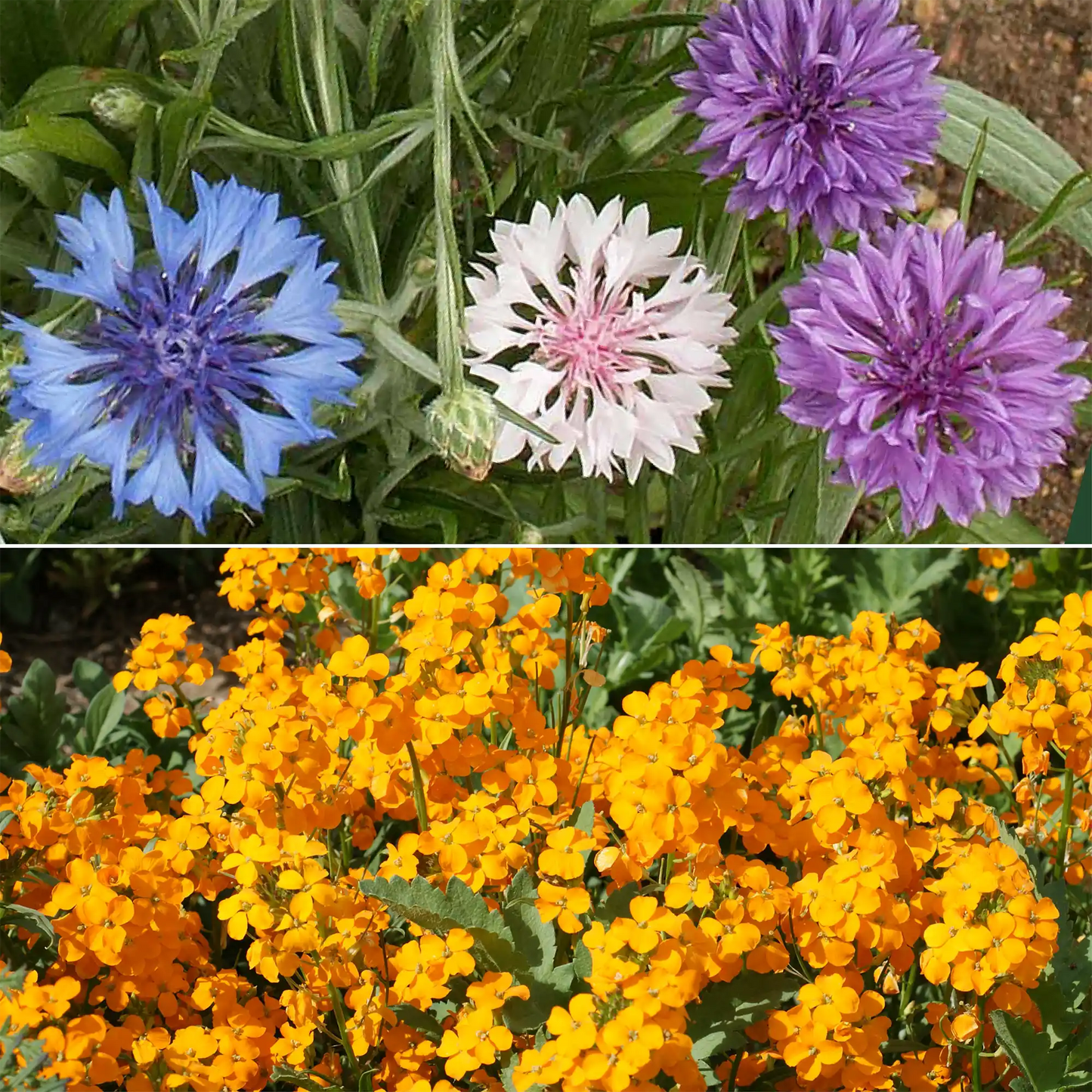 Dwarf Rainbow Colors Mix Bulk Wildflower Seeds, 1lb