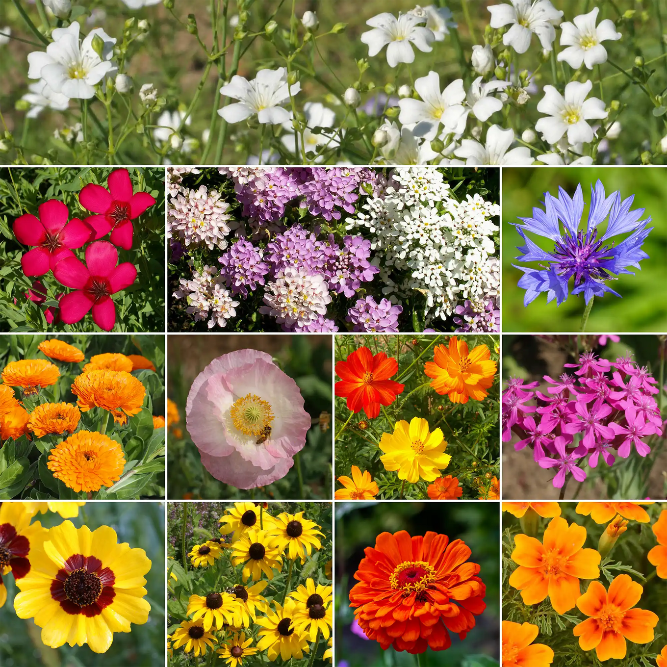 easy flower seeds Ferry-Morse Easy Care Children’s Garden Mix Bulk Flower Seeds, 1lb