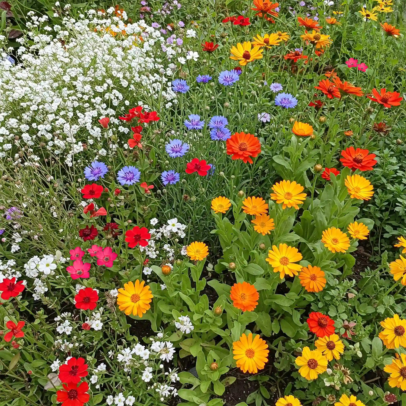flower garden seed mixture Easy Care Children’s Garden Mix Bulk Flower Seeds, 1lb