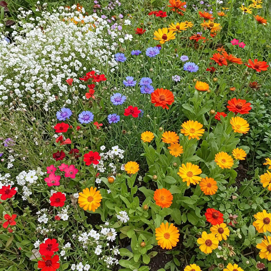 Easy Care Children's Garden Flower Mix – Zinnia Mix Seeds & More