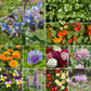 Edible Flower Mix Bulk Flower Seeds, 1lb