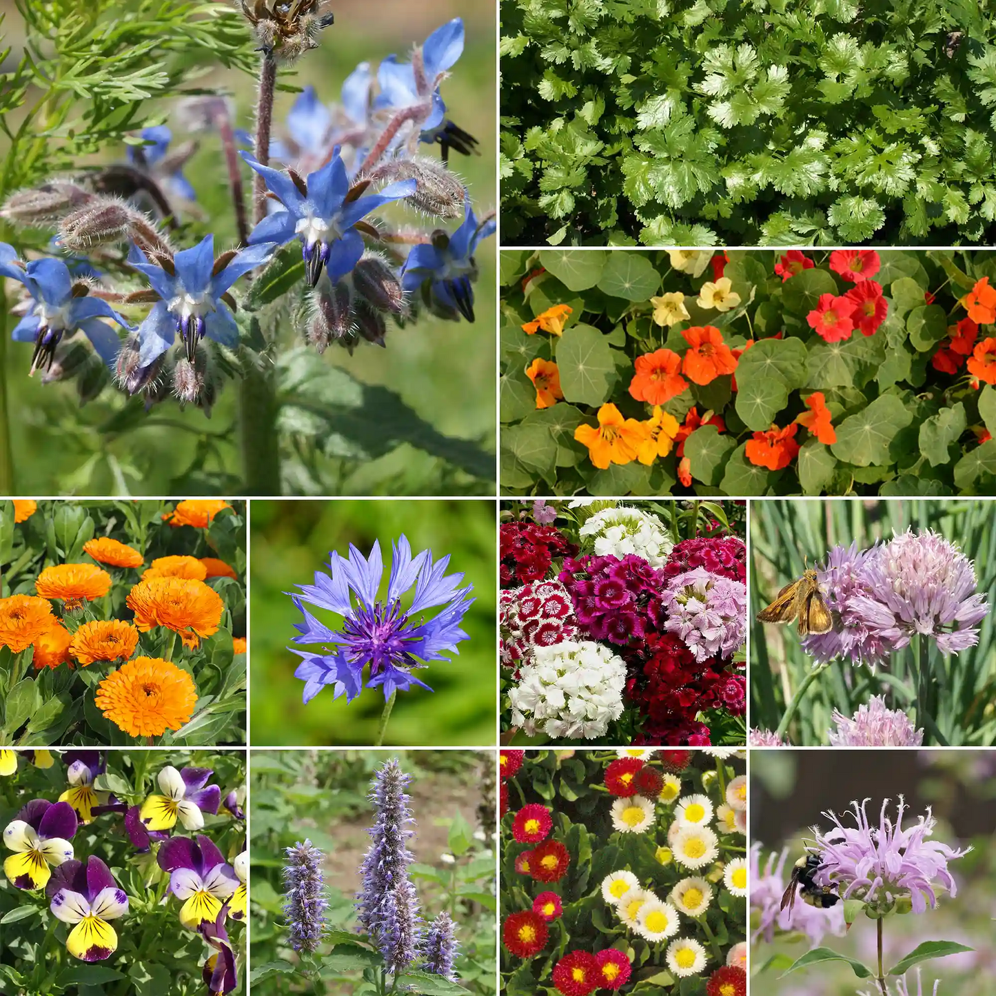 Edible Flower Mix Bulk Flower Seeds, 1lb