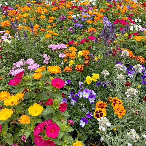 バッグ flowergarden Fragrant Flower Seed Mix - Dianthus Barbatus Sweet William & More