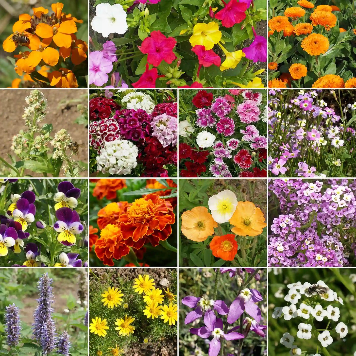 Fragrant Mix Bulk Flower Seeds, 1lb