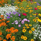 Gulf Coast-Caribbean Mix Bulk Wildflower Seeds, 1lb