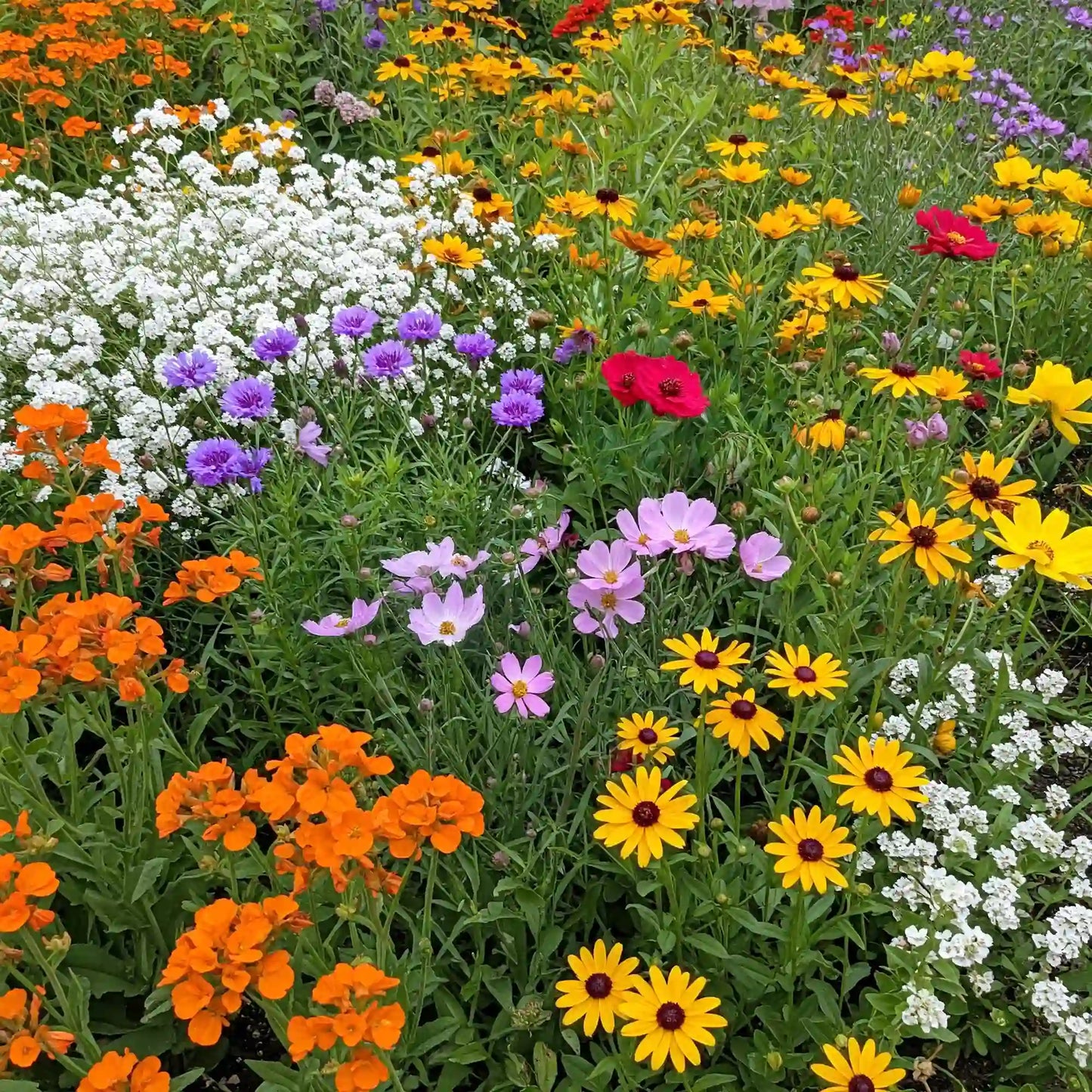 Gulf Coast-Caribbean Mix Bulk Wildflower Seeds, 1lb
