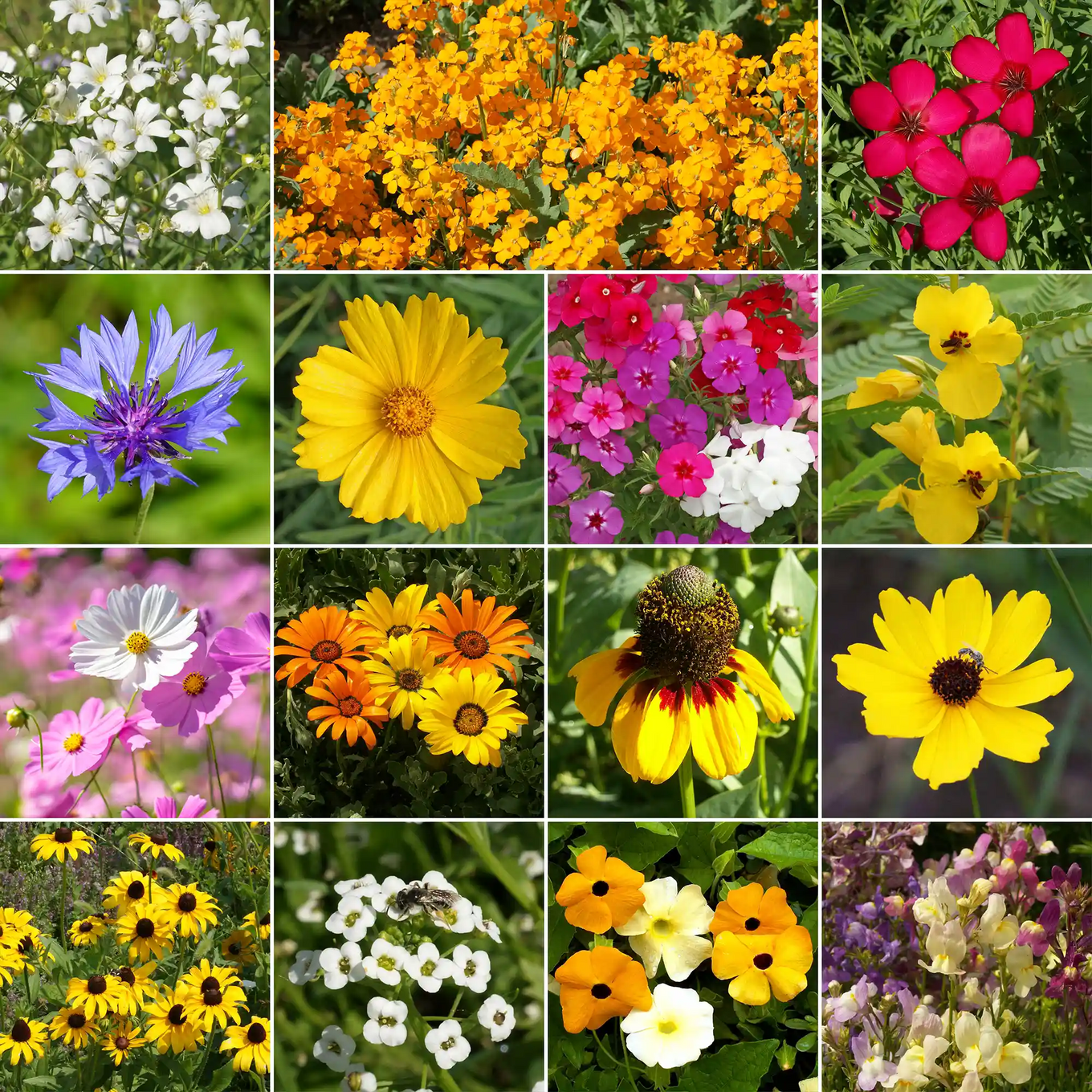 florida wildflower seeds free Gulf Coast-Caribbean Wildflower Mix