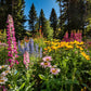 WF-24_Hummingbird_Mix_-_AI_Image_Compressed
