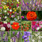 Hummingbird Mix Bulk Flower Seeds, 1lb