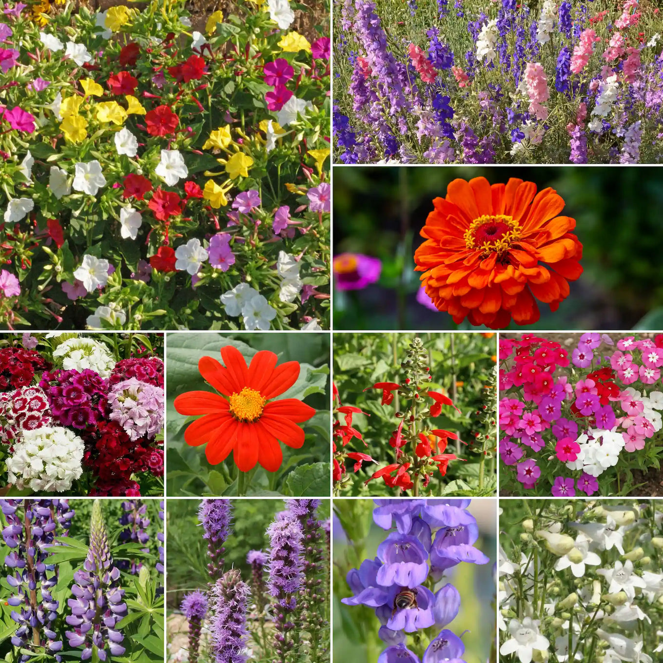 flower seeds for hummingbirds Hummingbird Mix Bulk Flower Seeds, 1lb