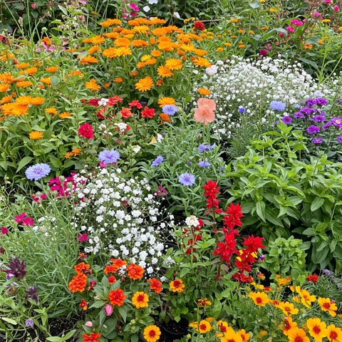 wildflower mix in pots Hot, Dry Annual Wildflower Mix