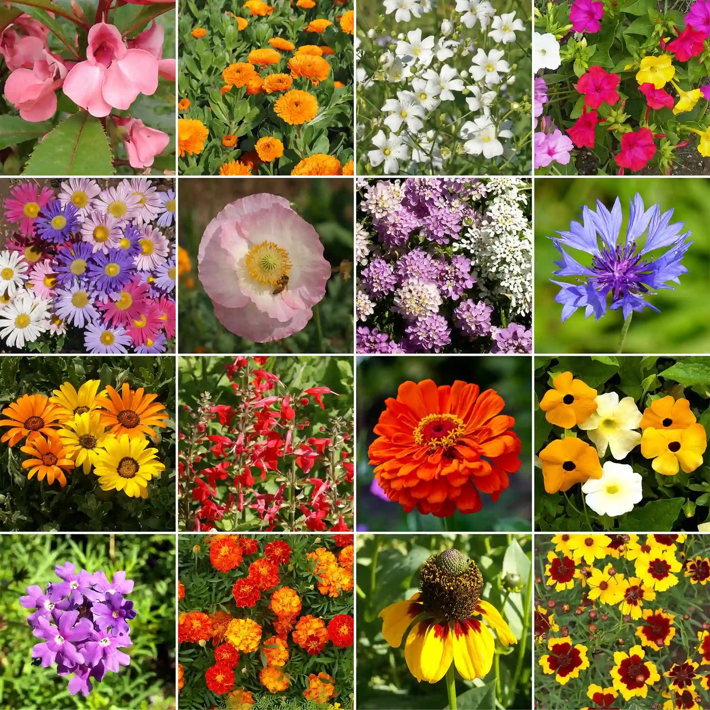 Hot, Dry Annual Mix Bulk Wildflower Seeds, 1lb